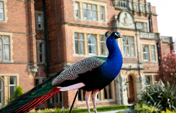 An image of 'LADY BAWTRY'